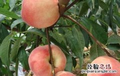 桃树的种植条件 桃树种植条件气候