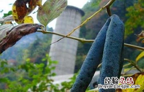 猫屎瓜种植技术 猫屎瓜种植技术视频