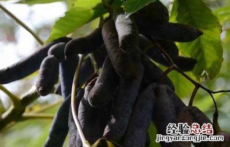 猫屎瓜种植技术 猫屎瓜种植技术视频