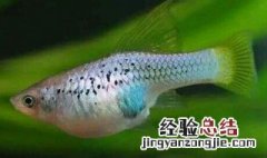 鱼怎么养活得久 鱼怎么养活得久些