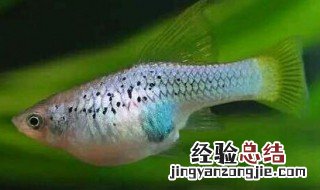 鱼怎么养活得久 鱼怎么养活得久些