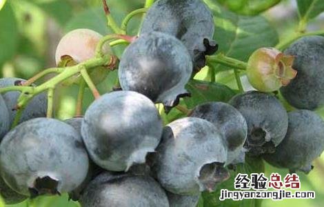 蓝莓苗移栽时间 蓝莓苗种植时间