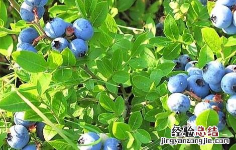 蓝莓苗移栽时间 蓝莓苗种植时间