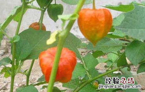 姑娘果种植方法与技术 含羞果种植技术