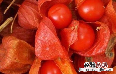 姑娘果种植方法与技术 含羞果种植技术