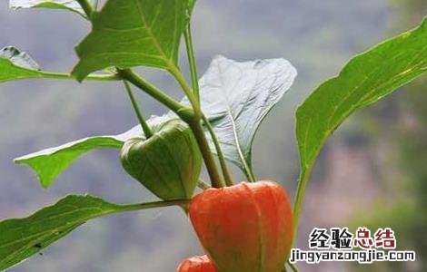 姑娘果种植方法与技术 含羞果种植技术