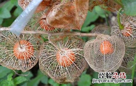 姑娘果种植方法与技术 含羞果种植技术