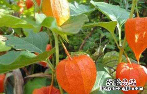 含羞果产地在哪里 含羞果什么味道