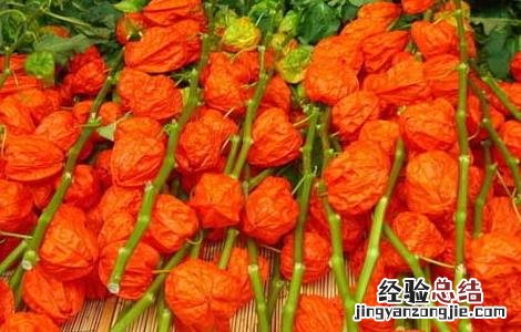 含羞果产地在哪里 含羞果什么味道