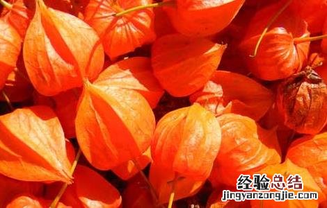 含羞果产地在哪里 含羞果什么味道
