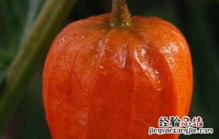 含羞果产地在哪里 含羞果什么味道