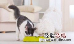 猫不愿吃饭原因 猫不愿吃饭怎么回事