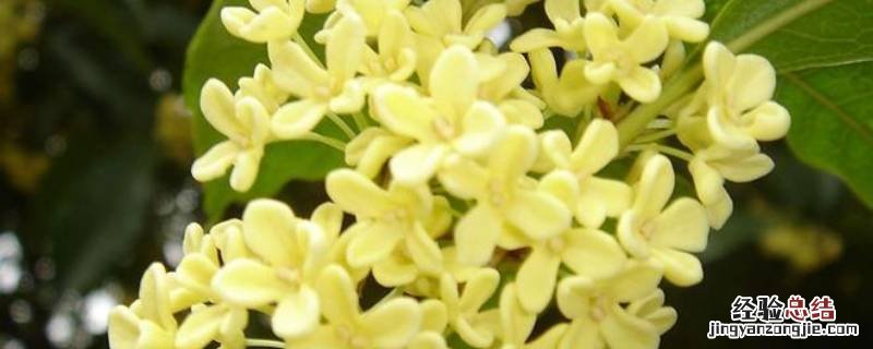 新鲜桂花怎么处理才能吃 新鲜桂花要怎么处理才能吃