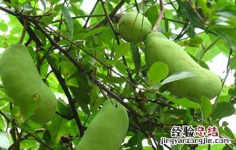 八月瓜种植技术及条件施肥 八月瓜种植技术