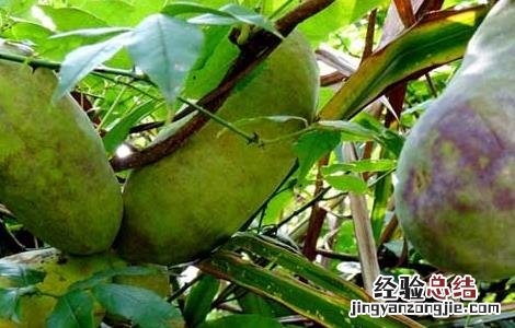 八月瓜种植技术及条件施肥 八月瓜种植技术