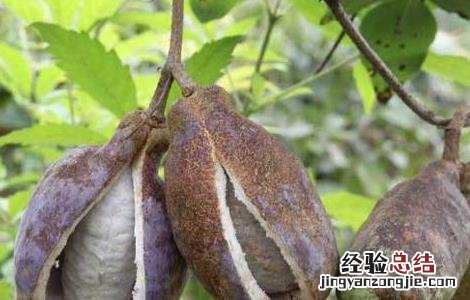 八月瓜种植技术及条件施肥 八月瓜种植技术