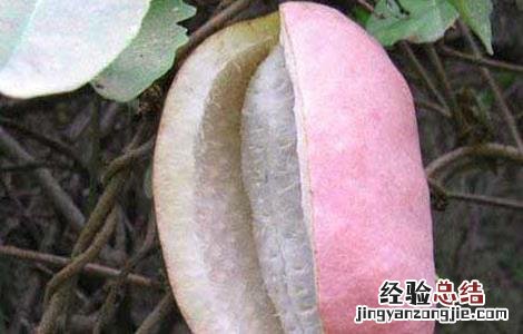 八月瓜种植技术及条件施肥 八月瓜种植技术