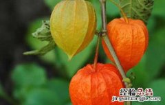 含羞果吃多了会怎样 含羞果好吃吗