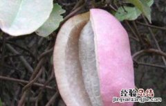 八月瓜产地在哪里 八月瓜产地在哪里