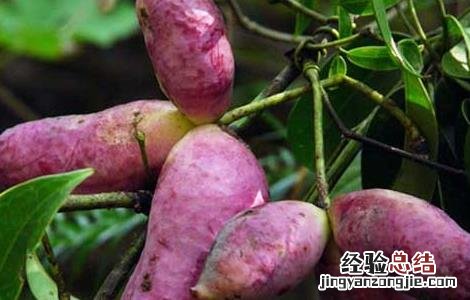 八月瓜产地在哪里 八月瓜产地在哪里