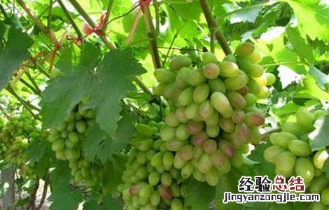 草莓是热性还是凉性 葡萄是热性还是凉性