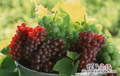 草莓是热性还是凉性 葡萄是热性还是凉性