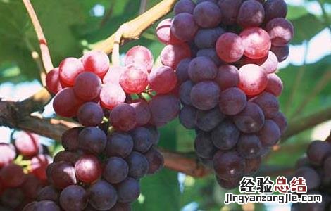 草莓是热性还是凉性 葡萄是热性还是凉性