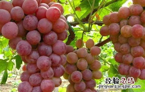 草莓是热性还是凉性 葡萄是热性还是凉性