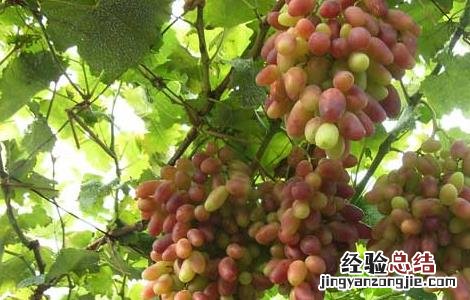 草莓是热性还是凉性 葡萄是热性还是凉性