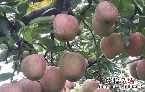 苹果树黄叶病怎么治 苹果树黄叶病怎么办