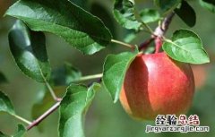 苹果树腐烂病防治技术 苹果树腐烂病防治技术视频