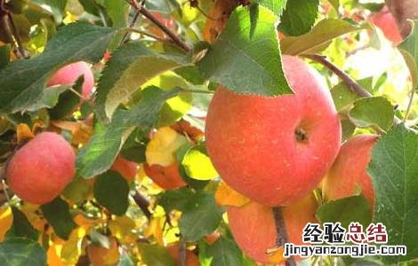 苹果树腐烂病防治技术 苹果树腐烂病防治技术视频