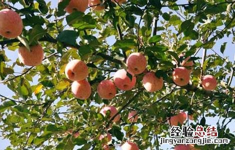 苹果树腐烂病防治技术 苹果树腐烂病防治技术视频