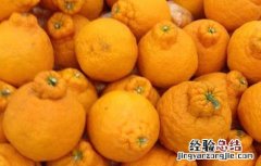 丑橘是转基因吗 橘子是转基因的吗