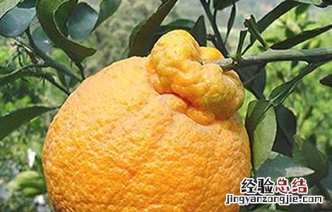 丑橘是转基因吗 橘子是转基因的吗