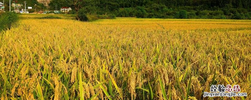 水稻为什么不能自己留种 为什么现在水稻不能留种