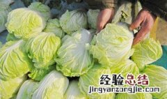 霜降种植什么蔬菜好 霜降适合种植什么蔬菜