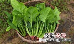 菠菜炖粉条的家常做法视频 菠菜炖粉条的家常做法