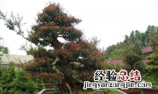 下山桩怎样多出须根妙招图片 下山桩怎样多出须根妙招