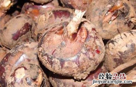荸荠产地在哪里 荸荠主产区