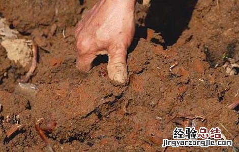 荸荠产地在哪里 荸荠主产区