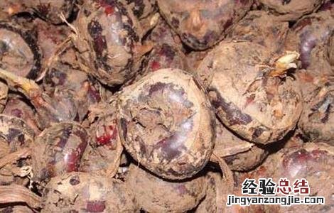 荸荠产地在哪里 荸荠主产区