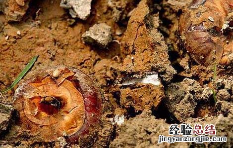 荸荠的读音是什么 荸荠的读音是什么呢