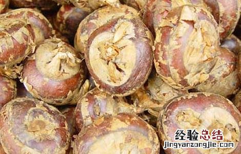 荸荠的读音是什么 荸荠的读音是什么呢