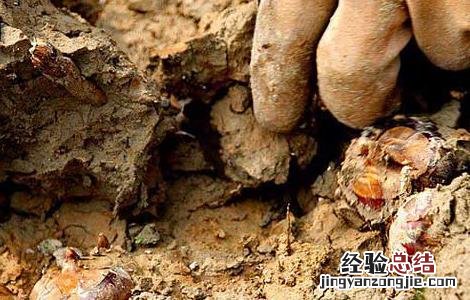 荸荠的读音是什么 荸荠的读音是什么呢