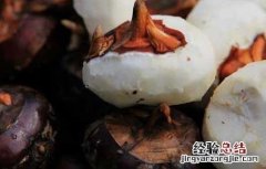 荸荠的读音是什么 荸荠的读音是什么呢