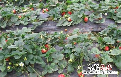 草莓种苗培育技术 草莓种苗繁育技术