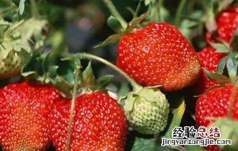 草莓种苗培育技术 草莓种苗繁育技术