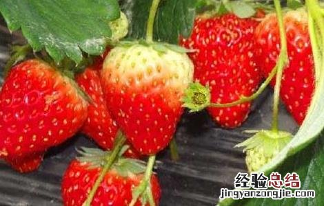 草莓种苗培育技术 草莓种苗繁育技术
