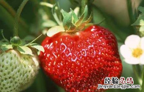 草莓种苗培育技术 草莓种苗繁育技术